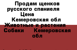 Продам щенков русского спаниеля.  › Цена ­ 3 000 - Кемеровская обл. Животные и растения » Собаки   . Кемеровская обл.